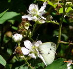 Acker-Brombeere kl.