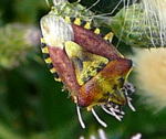 Baumwanze 2 Carpocoris spec. kl.