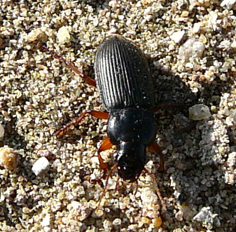 Behaarter Schnellufer (Harpalus rufipes) jetzt Pseudoophonus rufipes Okt 2010 Im Seefeld, Lorscher See 067