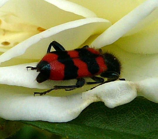 Bienenwolf (Trichodes apiarius) Mai 2008 Viernheimer Wald 096 Bienenwolf (Trichodes apiarius) Mai 2008 Viernheimer Wald 096
