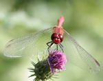 Blutrote Heidelibelle (Sympetrum sanguineum) Mnnchen-kl.