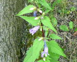 Brennesselblttrige Glockenblume Campanula trachelium kl.