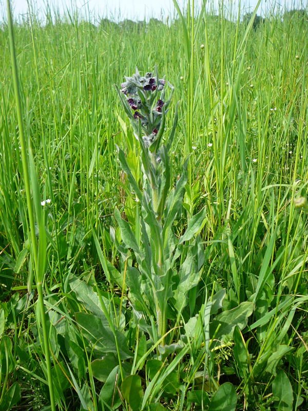 Echte Hundszunge Cynoglossum officinale Mai 09 Schmetterlinge u. Insekten Brachstck Richtung Lorsch 052