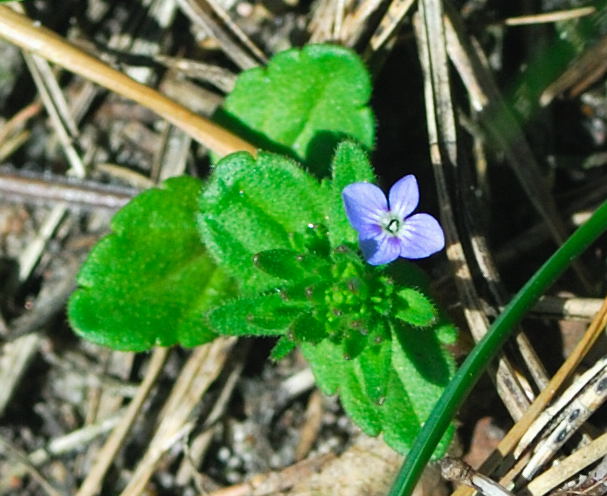 Feld-Ehrenpreis Veronica arvensis. April 2010 Viernheimer Wald Goldstern u.Maikfer_Nikon 086a