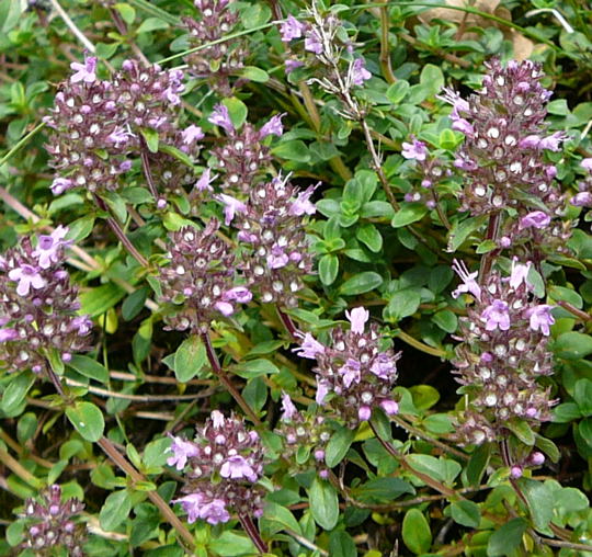 Feld-Thymian (Thymus pulegioides) 14.8.08_Die Lieps_Prillwitz_Fahrt nach Usedom 056a