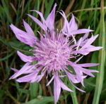 Flockenblume kl.