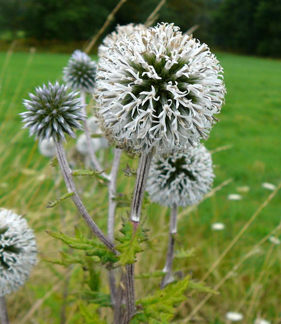 Gemeine Kugeldistel  Echinops sphaerocephalus Urlaub 2009 bad neustadt u. schiefergebirge thüringen 019