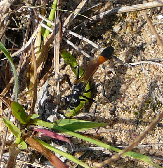 Gemeine Sandwespe Ammophilia cf. sabulosa Sep 2009 Hütt. an A67 und Dünen 069