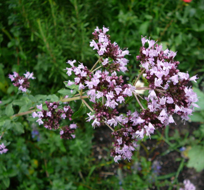Gemeiner Dost Origanum vulgare