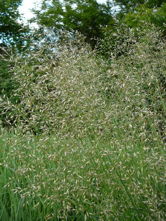 Gemeiner Glatthafer (Arrhenatherum elatius Mai 2011 Hüttenfeld Graben am Sportplatz 085