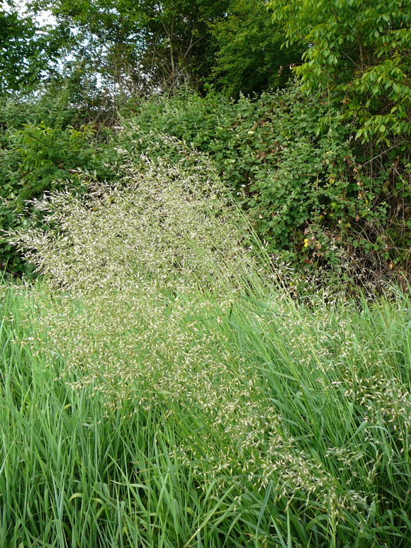 Gemeiner Glatthafer (Arrhenatherum elatius) Mai 2011 Hüttenfeld Graben am Sportplatz 084