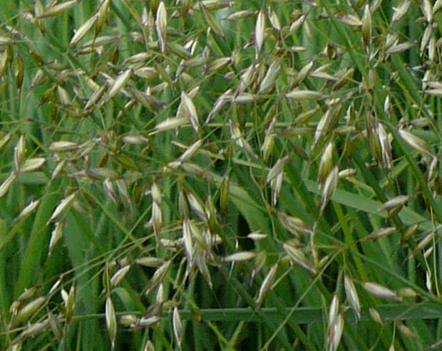 Gemeiner Glatthafer (Arrhenatherum elatius) Mai 2011 Hüttenfeld Graben am Sportplatz 085a