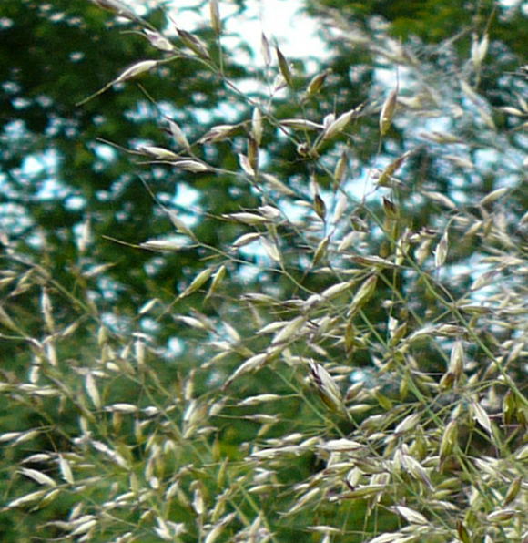Gemeiner Glatthafer (Arrhenatherum elatius) Mai 2011 Hüttenfeld Graben am Sportplatz 085groß
