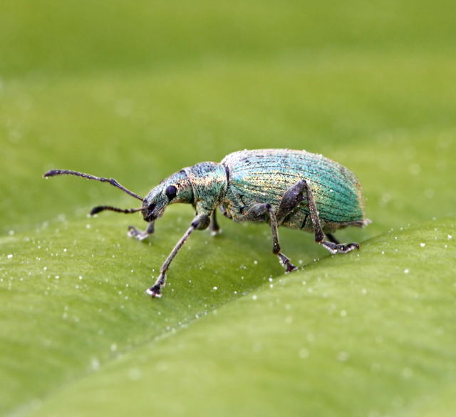 Glanzrüssler (Phyllobius pomaceus) Mai09-Garten-1-N Glanzrüssler (Phyllobius pomaceus) Mai09-Garten-1-N