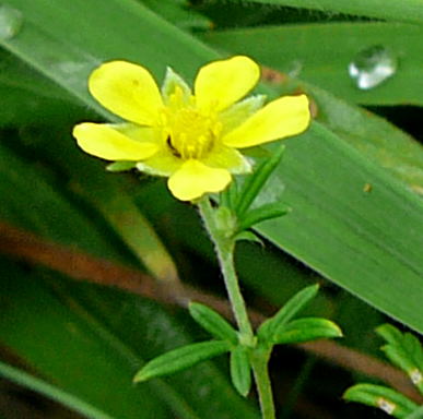 Graue Fingerkraut Potentilla inclinata  Juli 2008 Wildblumen & Schmetterlinge Hütt 088B