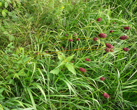 Großer Wiesenknopf August 2008 Aktionstag ICE in Lorsch & Wildblumen Huett-Lorsch 068