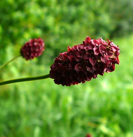 Großer Wiesenknopf August 2008 Aktionstag ICE in Lorsch & Wildblumen Huett-Lorsch 069