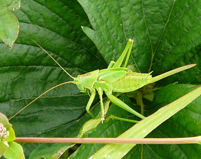 Grüne Heupferd Tettigonia viridissima weibl. Larve Juni 09 Huett und Viernheimer Wald 143