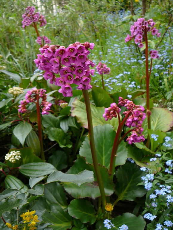 Herzblttrige Bergenie (Bergenia cordifolia) April 2011  Huett  005