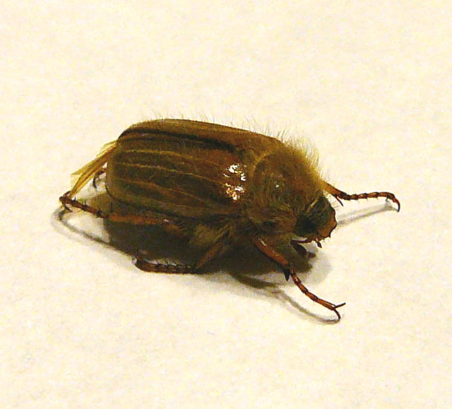 Junikäfer Juni 2011 Huettenfeld Insekten + Mannheim Firmenparkplatz 036 Junikäfer Juni 2011 Huettenfeld Insekten + Mannheim Firmenparkplatz 036