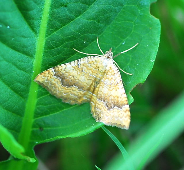 Ockergelbe Blattspanner Camptogramma bilineata Urlaub 2009 Nikon Schwarzes Moor u.Hohe Rhn 123