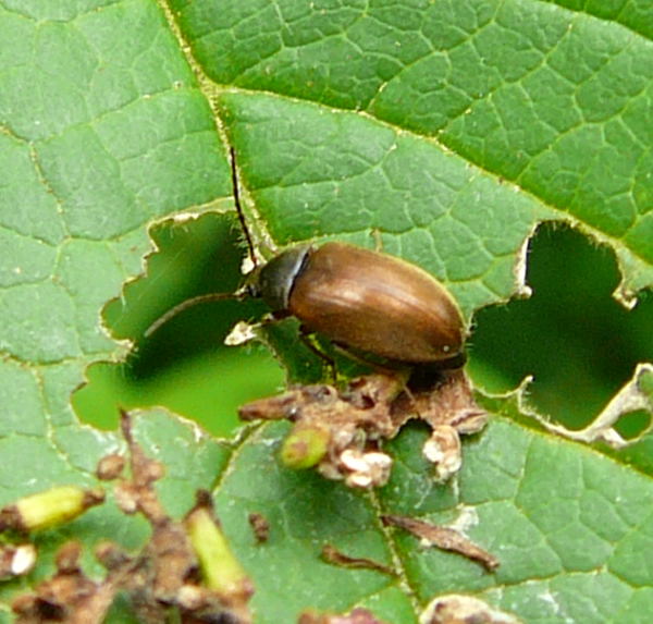 Pflanzenkäfer Isomira murina aus der Familie Alleculidae Pflanzenkäfer Mai 2010 Hemsbach Graben u. Kaefer 041