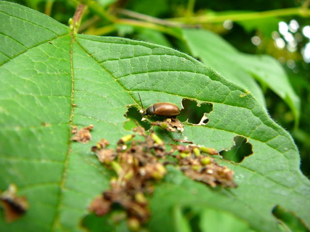 Pflanzenkäfer Isomira murina aus der Familie Alleculidae Pflanzenkäfer Mai 2010 Hemsbach Graben u. Kaefer 045