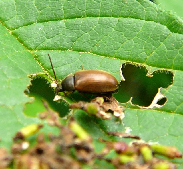 Pflanzenkäfer Isomira murina aus der Familie Alleculidae Pflanzenkäfer Mai 2010 Hemsbach Graben u. Kaefer 045a