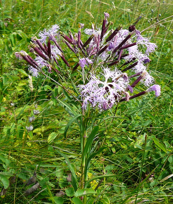 Prachtnelke, Dianthus superbus Urlaub 2009 Wasserkuppe Hohe Rhön Hessen 023a
