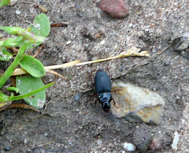 Rotbeiniger Schnellufer Harpalus rubripes, Weibchen Juni 2010 Viernheimer Heide an den Grten 081