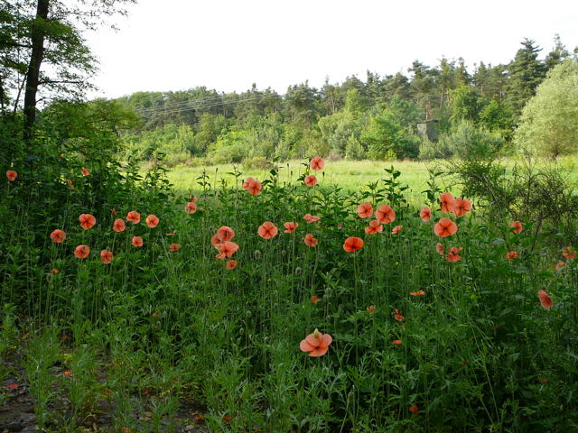 Saat-Mohn Papaver dubium Juni 2010 Viernheimer Heide an den Grten 006
