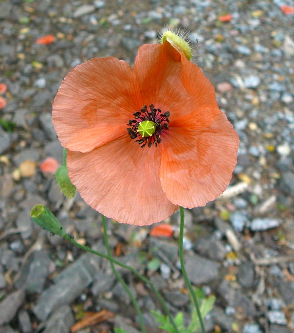 Saat-Mohn Papaver dubium Juni 2010 Viernheimer Heide an den Grten 008
