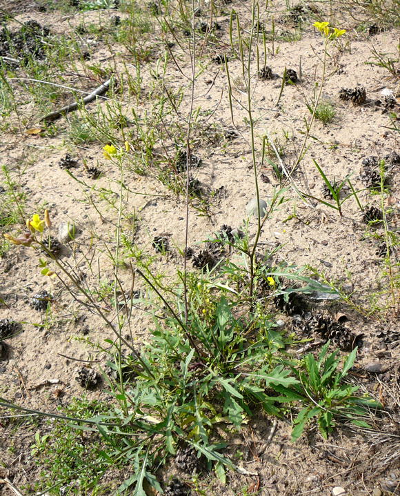 Schmalblättrige Doppelsame (Diplotaxis tenuifolia) Sept 2010 Viernheimer Glockenbuckel Blumen 016