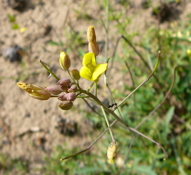Schmalblättrige Doppelsame (Diplotaxis tenuifolia) Sept 2010 Viernheimer Glockenbuckel Blumen 017