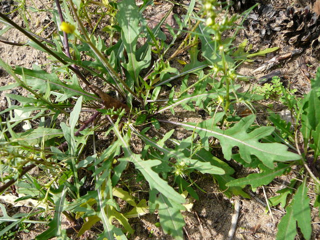Schmalblättrige Doppelsame (Diplotaxis tenuifolia) Sept 2010 Viernheimer Glockenbuckel Blumen 018