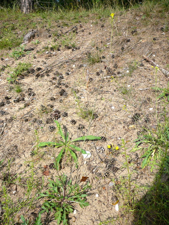 Schmalblättrige Doppelsame (Diplotaxis tenuifolia) Sept 2010 Viernheimer Glockenbuckel Blumen 020