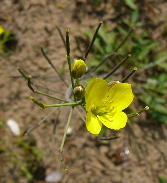 Schmalblättrige Doppelsame (Diplotaxis tenuifolia) Sept 2010 Viernheimer Glockenbuckel Blumen 021