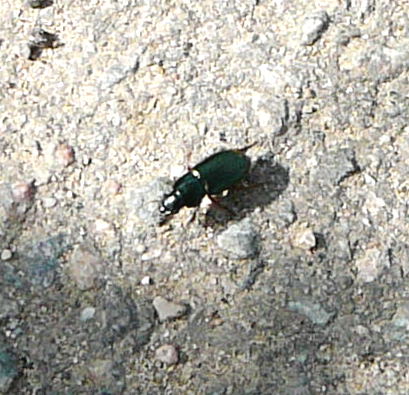 Schnelläufer 2 Harpalus spec. Juli 09 Hüttenfeld 056