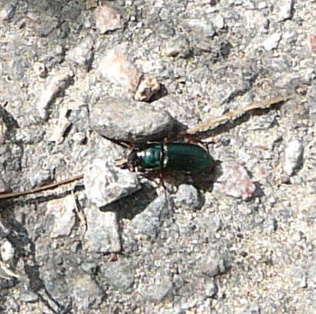 Schnelläufer 2 Harpalus spec. Juli 09 Hüttenfeld 057