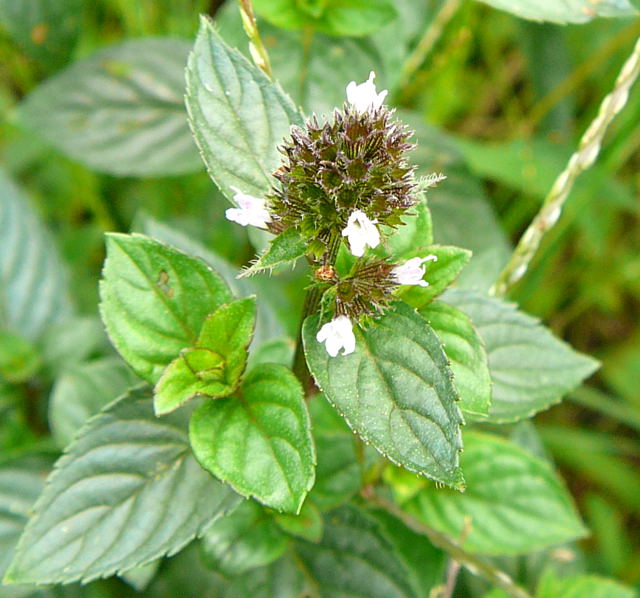 Schwarze Pfefferminze 1 Mentha x piperita L. var. vulgaris f. rubescens August 2008 Aktionstag ICE in Lorsch & Wildblumen Huett-Lorsch 103a