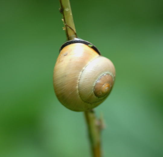Schwarzmündige Bänderschnecke Mai 2008 Naturschutzgebiet LA Biedensand 069