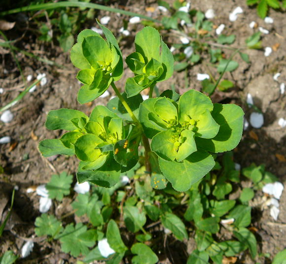 Sonnenwend-Wolfsmilch Euphorbia helioscopia April 2011 Laudenbach Insekten und Blumen 080