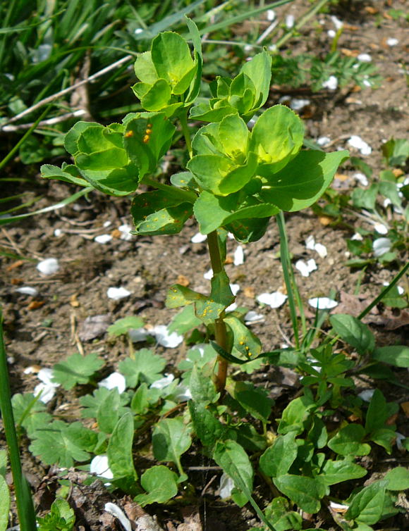 Sonnenwend-Wolfsmilch Euphorbia helioscopia April 2011 Laudenbach Insekten und Blumen 081a