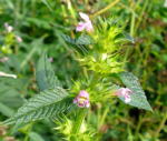 Stechender Hohlzahn  (Galeopsis tetrahit) rot kl.