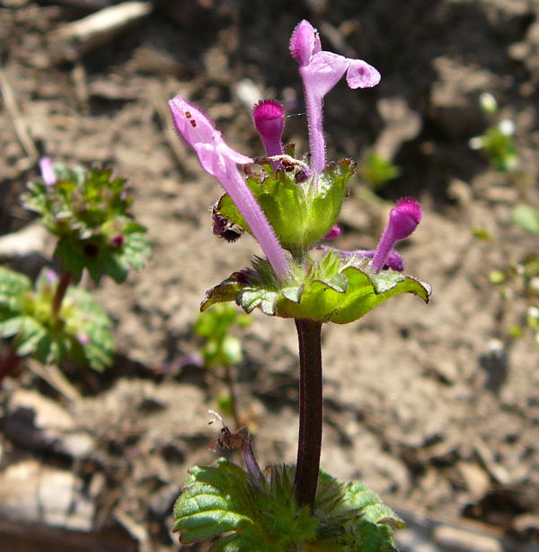 Stengelumfassende Taubnessel (Lamium amplexicaule).April 2010 Viernheimer Heide + Garten 078