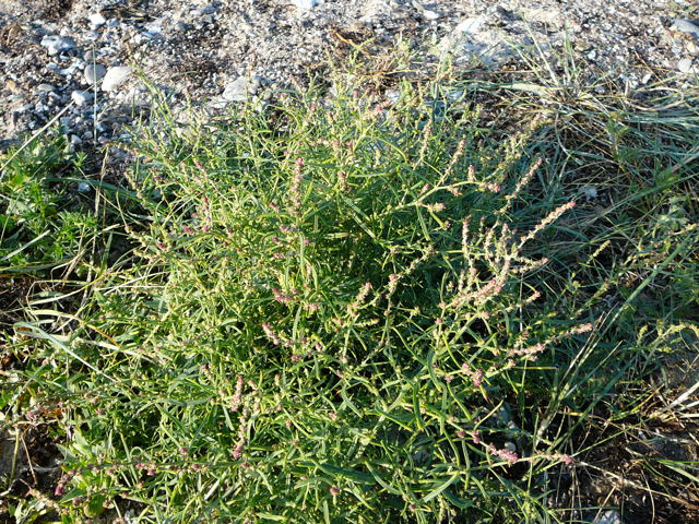Strandmelde (Atriplex cf. litoralis) Urlaub 2010 6.8.Fehmarn Ort u. Wallau, Ostseekueste 103