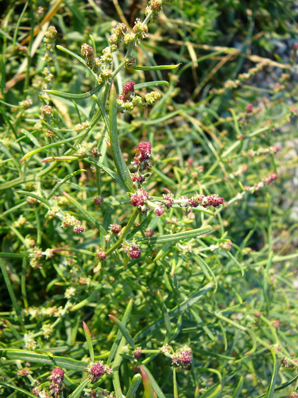 Strandmelde (Atriplex cf. litoralis) Urlaub 2010 6.8.Fehmarn Ort u. Wallau, Ostseekueste 104