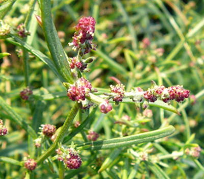 Strandmelde (Atriplex cf. litoralis) Urlaub 2010 6.8.Fehmarn Ort u. Wallau, Ostseekueste 104a