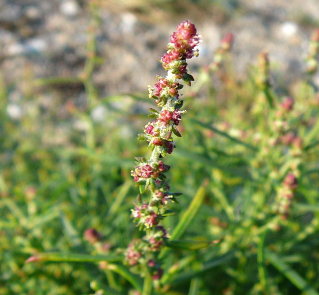 Strandmelde (Atriplex cf. litoralis) Urlaub 2010 6.8.Fehmarn Ort u. Wallau, Ostseekueste 105