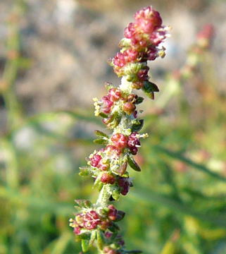 Strandmelde (Atriplex cf. litoralis) Urlaub 2010 6.8.Fehmarn Ort u. Wallau, Ostseekueste 105a